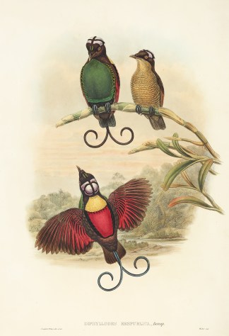 Diphyllodes Respublica. Bare-headed Bird… The Birds of New Guinea