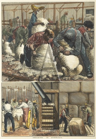 Shearing in Australia. Australiana (General)