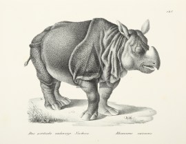 Das Asiatische einhornige Nashorn. Rhinocercos Unicornis. (Rhinoceros)