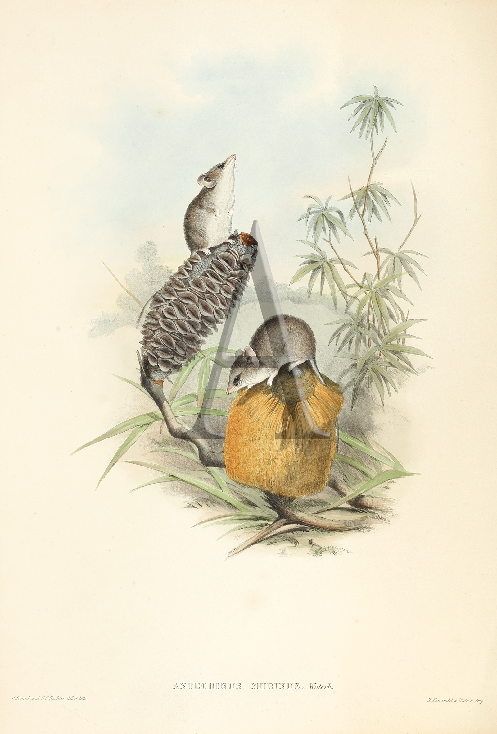 Antechinus murinus. Murine Antechinus  - Antique Print from 1845