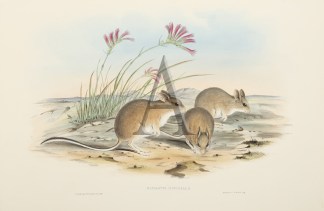 Hapalotis Mitchellii. Australian - General