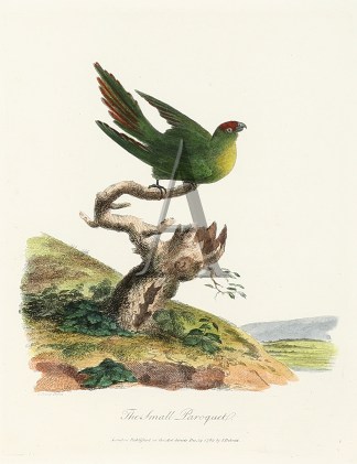 The Small Paroquet. Australian