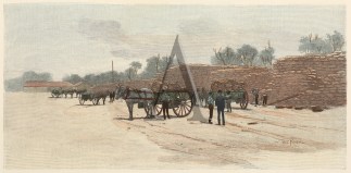 The Transit of the Grain at Numurkah. Regional