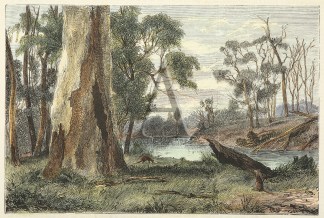 Scene on the Upper Yarra, Near Fernshaw. Regional