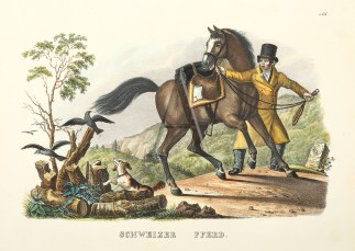 Schweizer Pferd. Equestrian