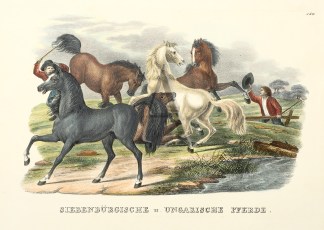 Siebenburgische u. Ungarische Pferde. Equestrian