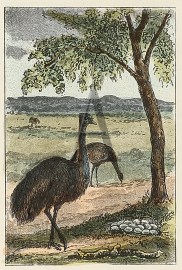 The Emu. Australian - Various artists The Emu.