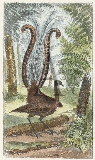 The Lyre Bird. Australian