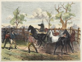 Roping Horses in a Station Stockyard. Equestrian