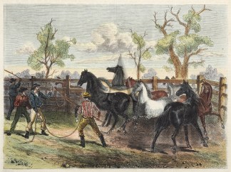 Roping Horses in a Station Stockyard. Australiana (General)