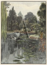 The Lily Pond, Botanic Gardens.