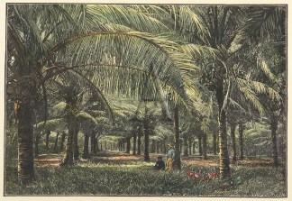 A Cocoa-Nut Plantation, Fiji. PACIFIC