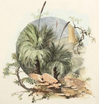 The Australian Grass Tree (Xanthorrhoea … Australian - General