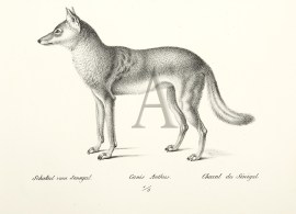 Schakal vom Senegal. Canis Anthus. Chacal du Senegal. (Jackal) non-Australian Schakal vom Senegal. Canis Anthus. Chacal du Senegal. (Jackal)