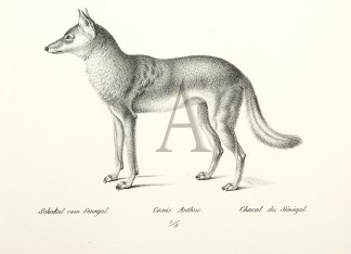 Schakal vom Senegal. Canis Anthus. Chaca… General / Global