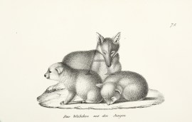 Das WEibchen mit den Jungen non-Australian Das WEibchen mit den Jungen