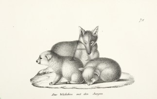 Das WEibchen mit den Jungen General / Global