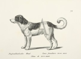 Neufundlandischer Hund. Canis familiaris terrae novae. (NEWFOUNDLAND) Dogs Neufundlandischer Hund. Canis familiaris terrae novae. (NEWFOUNDLAND)