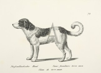 Neufundlandischer Hund. Canis familiaris… Dogs