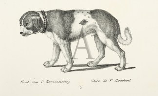Hund vom St. Bernhardsberg. Chien de St.… Dogs