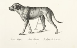 Grosse Dogge. Canis Molossus. Le Dogue de forte race. (Mastiff) Dogs Grosse Dogge. Canis Molossus. Le Dogue de forte race. (Mastiff)