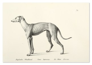 Englischer Windhund. Canis leporaruis. L… Dogs