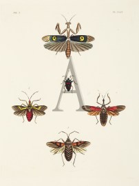 Mantis (Harpax) Ocellaria