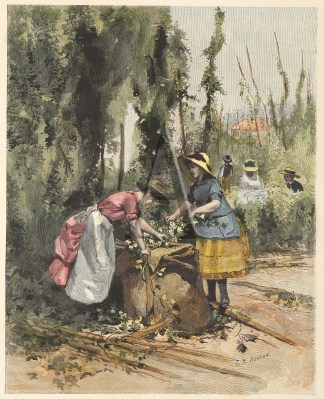 The Hop Harvest in the Nelson District South Island