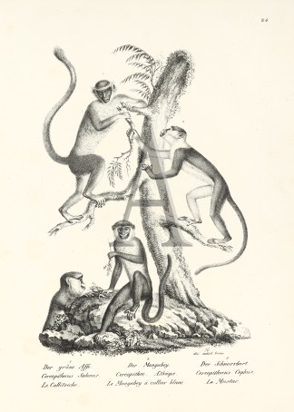 Cercopithecus Saboeus. Cercopithec. A… General / Global