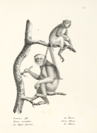 Inuus Ecaudatus. Inuus Rhesus. (Monkey) non-Australian Inuus Ecaudatus. Inuus Rhesus. (Monkey)