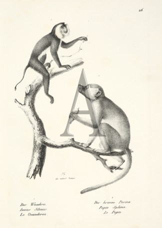 Inuus Silenus. Papio Sphinx. (Monkey) General / Global