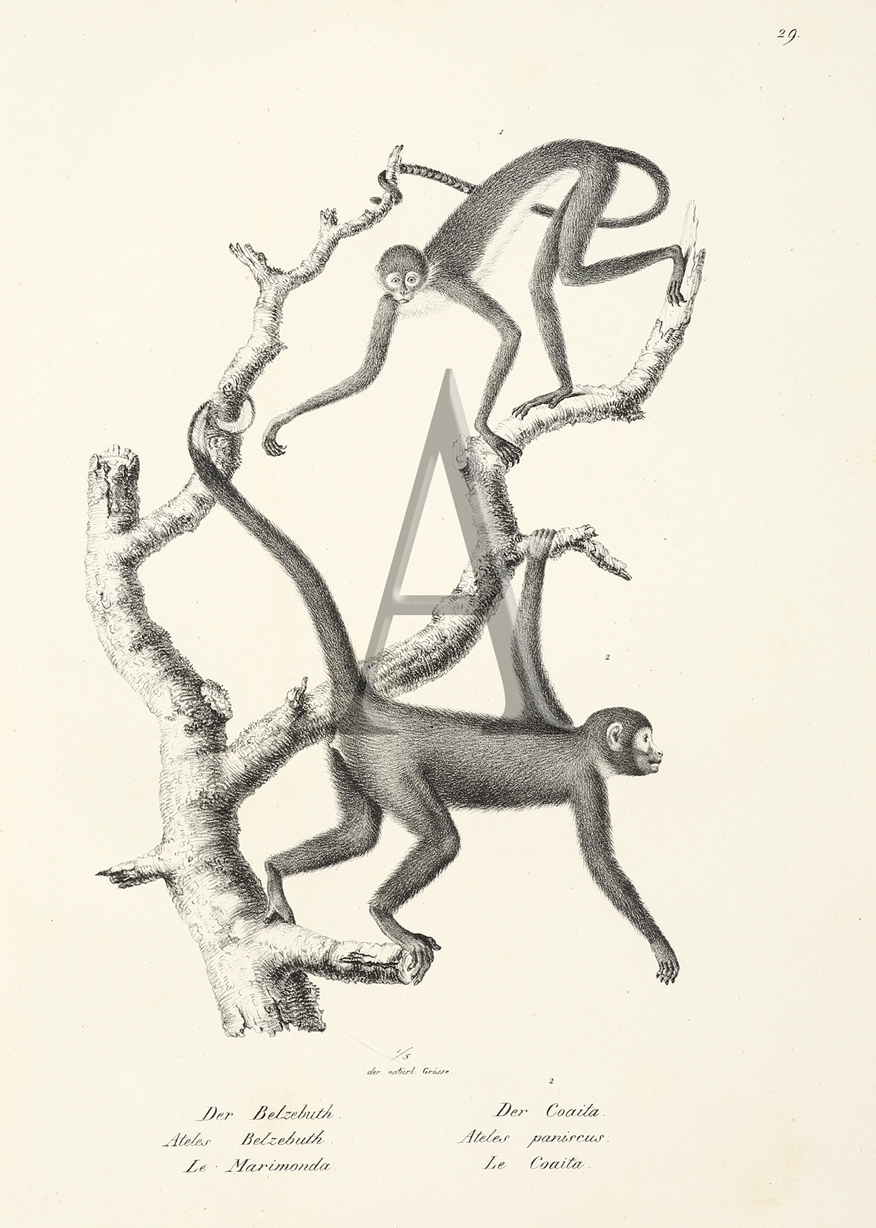 Ateles Belzebuth. Ateles paniscus. (Monke) - Antique Print from 1824