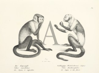 Cebus cucullatus. Cebus Xanthocephalus. … General / Global