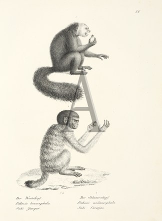 Pithecia leucocephala. Pithecia melanoce… General / Global