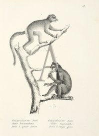 Indri brevicaudatus. Indri longicaudatus. (Monkey) non-Australian Indri brevicaudatus. Indri longicaudatus. (Monkey)