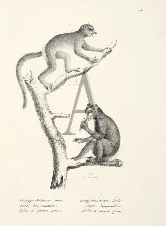 Indri brevicaudatus. Indri longicaudatus… General / Global