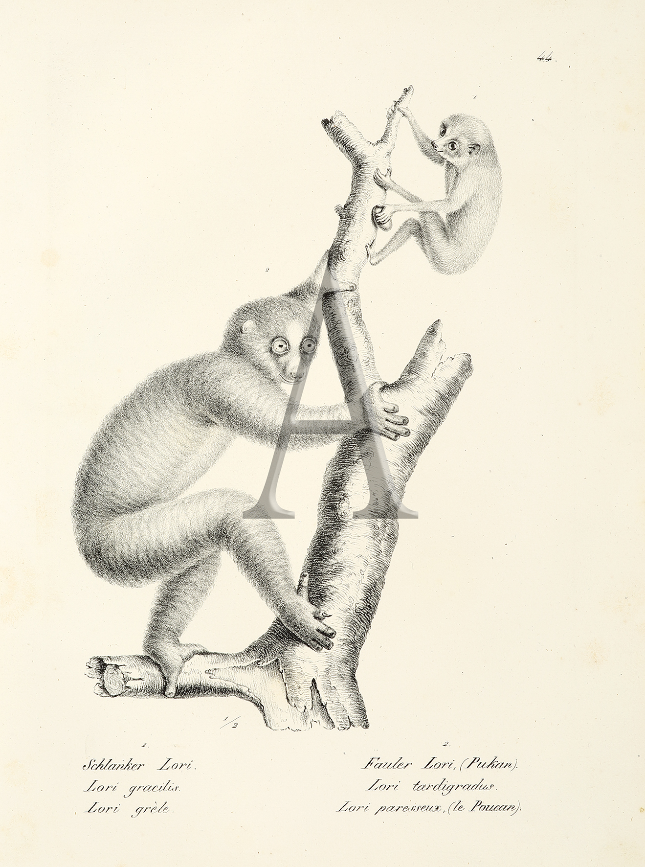 Lori gracilis. Lori tardigradus. (Monkey) - Antique Print from 1824