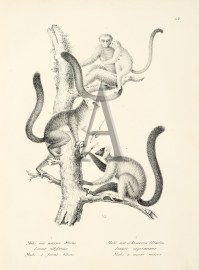 Lemur albifrons. Lemur nigrimanus. (Lemur) non-Australian Lemur albifrons. Lemur nigrimanus. (Lemur)