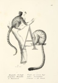 Nyctipithecus Humboldtii. Jachus leucocephalas. (M… non-Australian