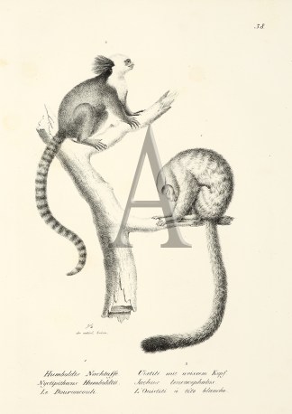 Nyctipithecus Humboldtii. Jachus leucoce… General / Global