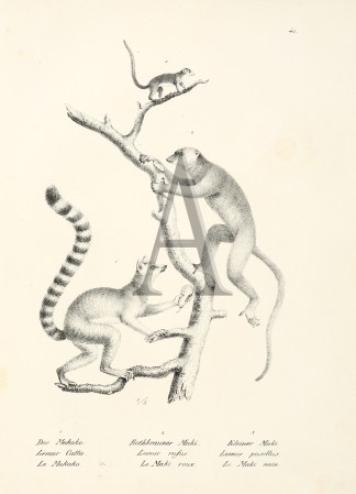 Lemur Catta. Lemur rufus. Lemur pusillus… General / Global