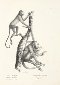 Stentor Seniculus. Stentor ursinus. (Monkey)