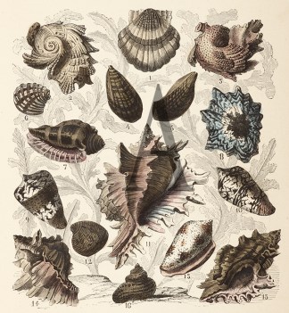 Assorted Shells Shells & Coral