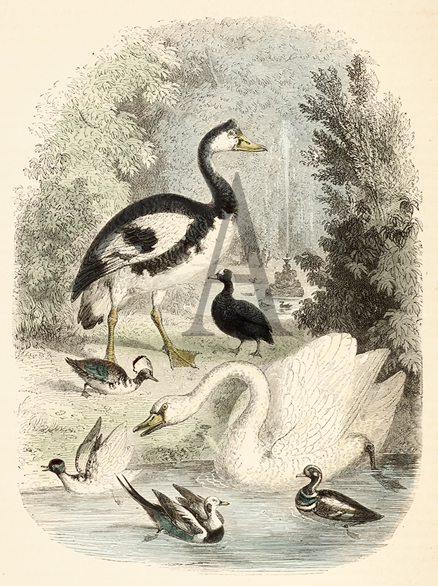 Water Fowl. - Antique Print from 1869
