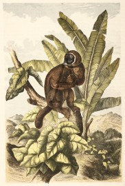 The Wooly Lemur (Lemur Laniger). non-Australian