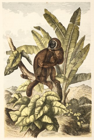 The Wooly Lemur (Lemur Laniger). General / Global