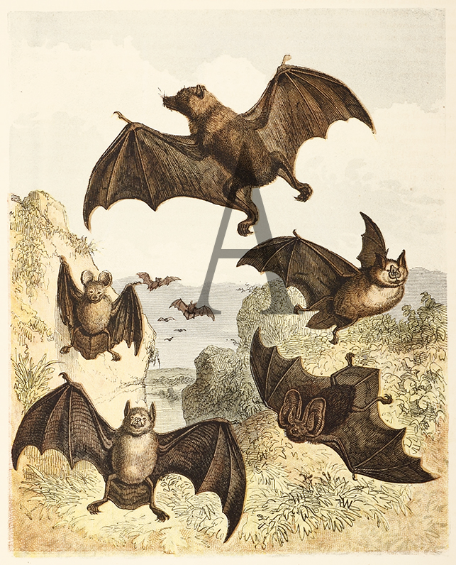 The Madagascar, and Other Bats - Antique Print from 1869