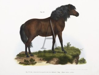 Shetlands Pony Equestrian