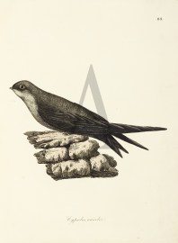 Cypselus Unicolor General Cypselus Unicolor