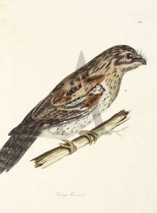 Podargus Humeralis General / Global